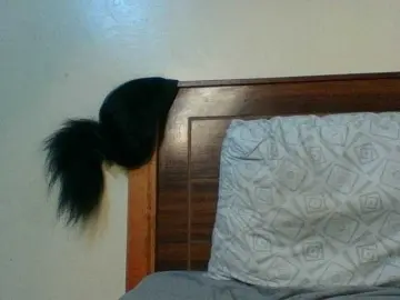Bongacams Best Webcam of Kishylovee