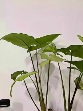 Cam4 Live Sex Cam of Miquilu04