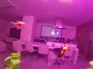 Camsoda Adult Webcam of voyeurcam-casa-salsa-fishtank