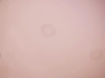 Chaturbate Adult Webcams of abby_me