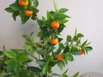 Chaturbate Watch Live Sex Cams of beauty_fuel