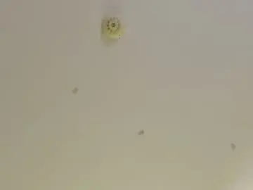 Chaturbate Best Webcam of monique_a
