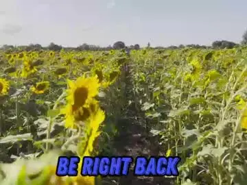 Chaturbate Adult Webcam of sunflower0907