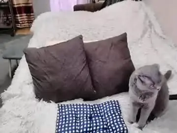 Chaturbate Adult Webcam of tviks